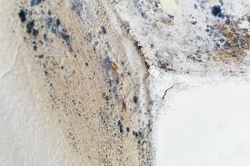 Why You Should Choose Our Mold Remediation Services in Colesville, MD